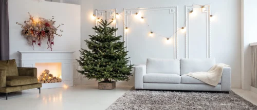 Premium klasės kėnis vazone (100–125 cm)